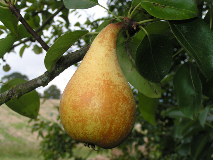 Poire d'Angleterre
