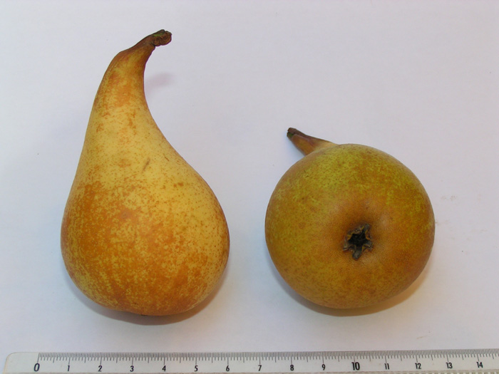 Poire d'Angleterre