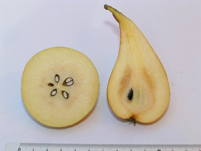 Poire d'Angleterre