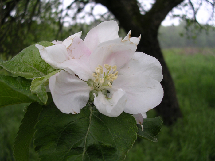 Belle Fleur