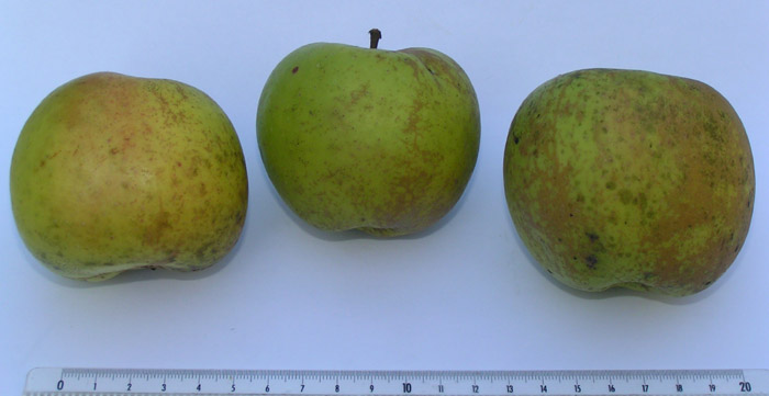 Cateau