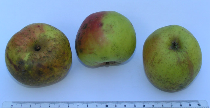 Cateau