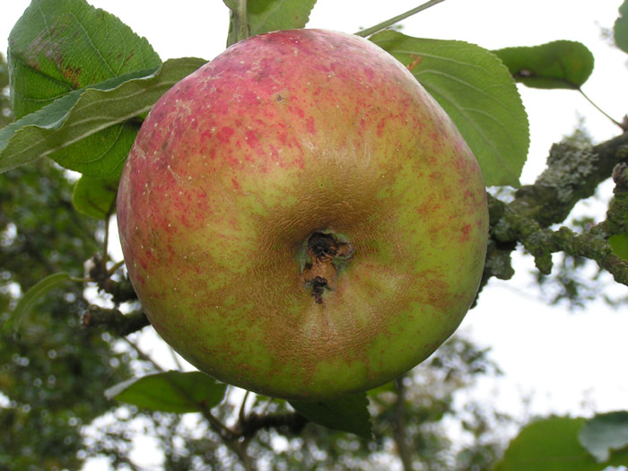 Chéron01