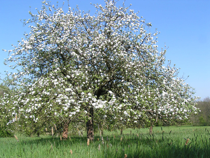 Reinette de Bailleul