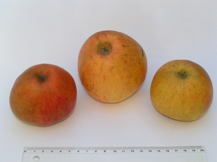 Reinette des Capucins