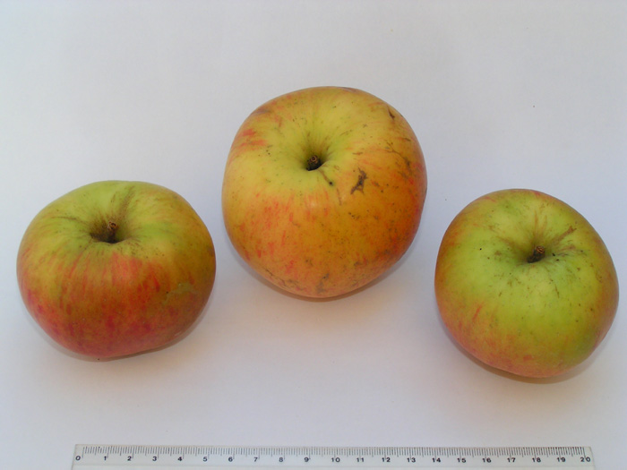 Reinette des Capucins