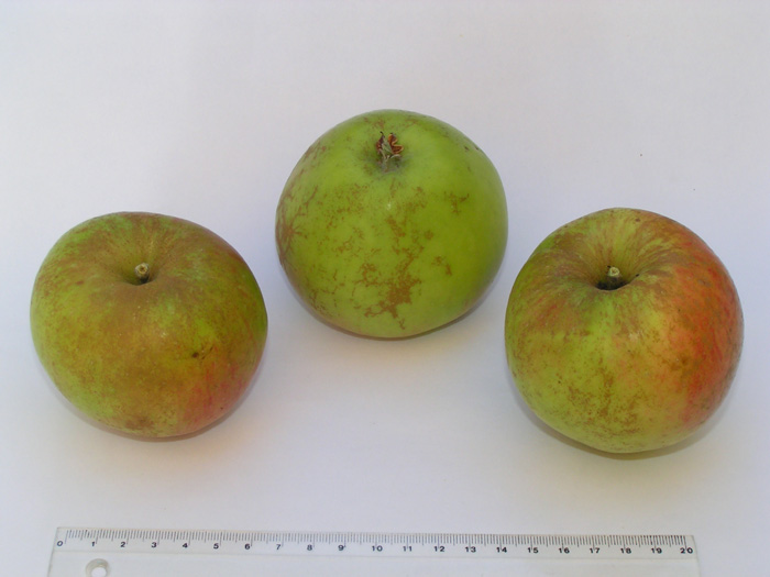 Reinette des Capucins