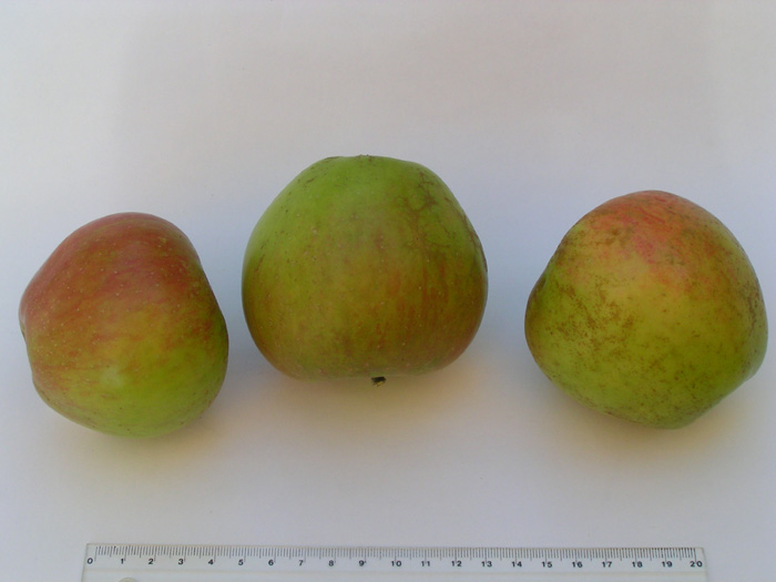 Reinette des Capucins