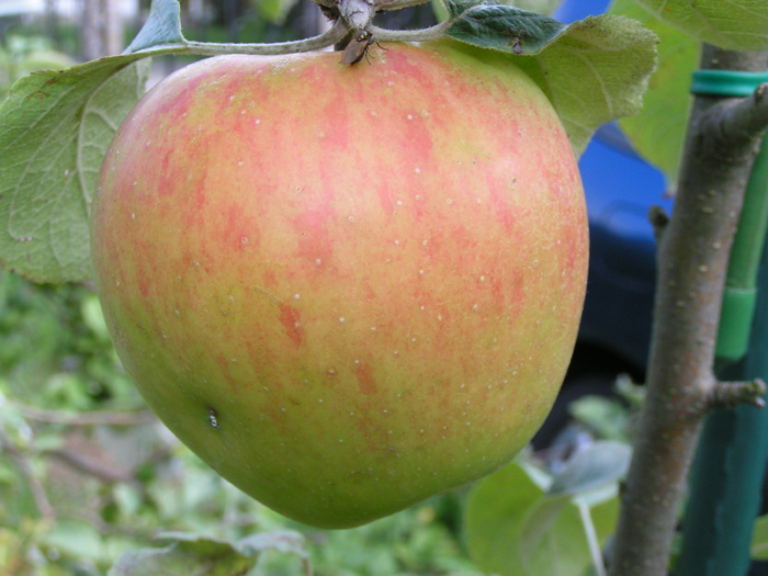 Reinette des Capucins
