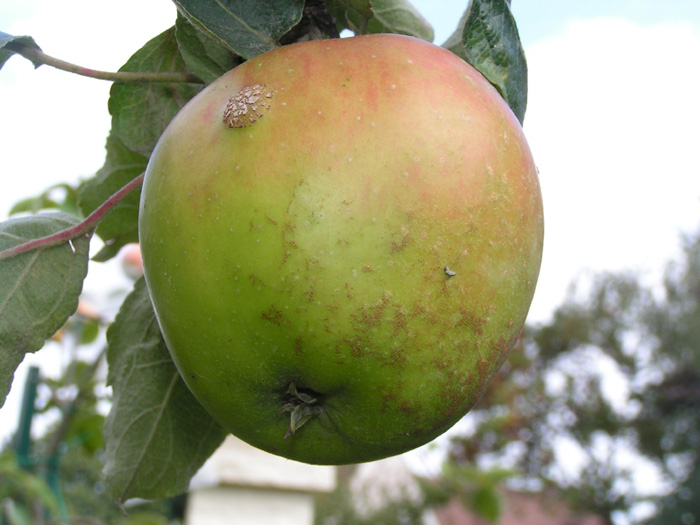 Reinette des Capucins